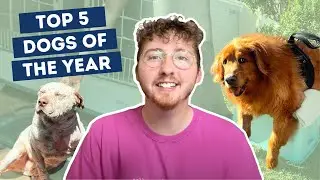 Top 5 Dogs of the Year SO FAR
