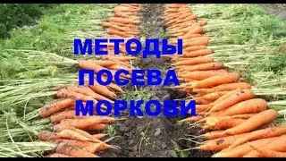 Выращиваю морковь сама.Лучшие методы посева морковных семян.