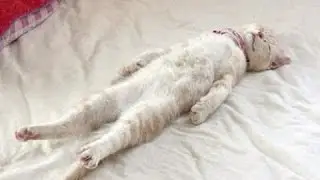 Morsomme Katter Sover I Rare Posisjoner. Kompilering [Hd]