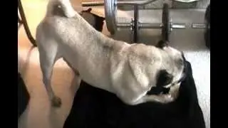 Marcus the Pug Eats His Bone