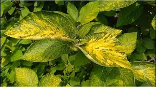 Калина гордовина Вариегата. Черная калина. Размножение семенами. Viburnum lantana Variegata