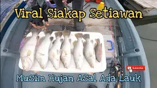 Siakap Barramundi Liar Setiawan Ganas Ganas..(||EP057)