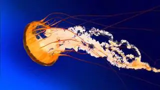 Windows Live Movie Maker 2012 colour effects