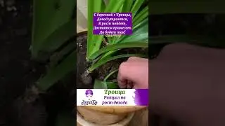 Троица. Ритуал на рост дохода