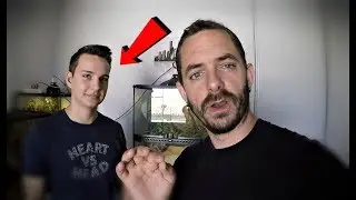 Attaque d'un Heterodon sur une souris ! Je débarque chez Junior .