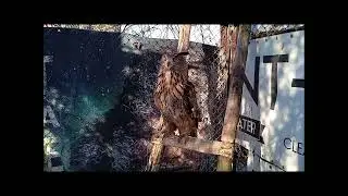 Началось! Первое яйцо 10, 12, 13 марта. Тренировка ястреба.