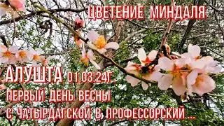 Алушта 01 03 24г. ПЕРВЫЙ день ВЕСНЫ #миндальцветёт С ул.Чатырдагской в Профуголок #идёмкморю#Крым