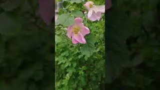VID 20200604 123148