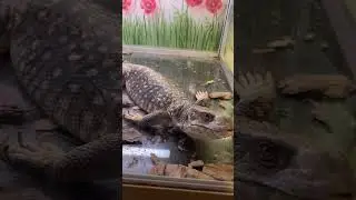 Летит #shortvideo #москва #варан #ящерица #дракон #рептилии #зверьёмоё