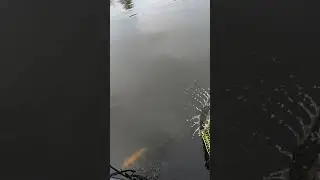 Fishing Walleye With Mega Live (BIG WALLEYE)