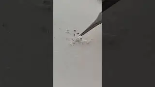 Pinfeathers (no bird)