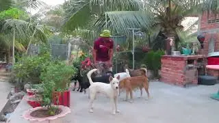 The happy friendship between dogs