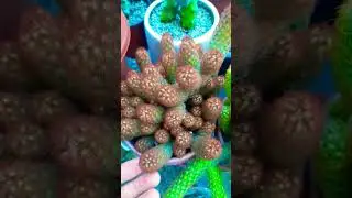 #Succulent #plant #succulents #plants #cactus #propagation #homegarden #care #tips