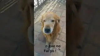 Regaño muy fuerte a mi perrito 🐶