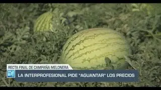 El Campo | Recta final de la campaña melonera | 29/08/24