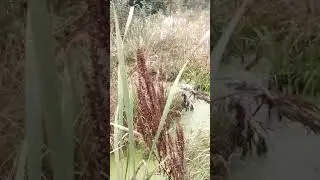 ночью на болоте
