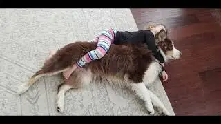 A bluegrass song about my dog Buckley getting hit by an Amish buggy.