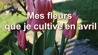 Quelles fleurs dois-je cultiver en avril ? Mes plants de fleurs pour le jardin