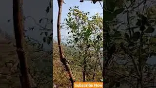 MahaLaxmi Fort | Devi Mahalaxmi Mandir Charoti Dahanu