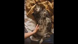 Сладкое пробуждение для вас и вашего питомца.A sweet awakening for you and your pet.