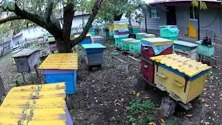 Как не надо делать в пчеловодстве  Горький опыт. Пчеловодство 2020