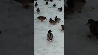 утки в городе Ржев