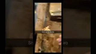 random memes i found on the internet