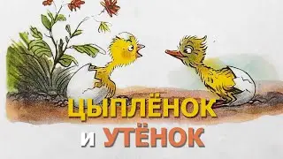 Сказка Сутеева Цыпленок и утенок.