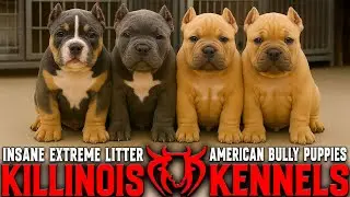 EXTREME AMERICAN BULLY PUPPIES FOR SALE FROM THE WORLD FAMOUS KILLINOIS KENNELS!