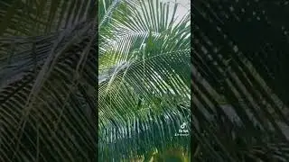 Tropical rain 