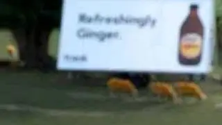 Ginger Sheep