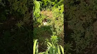 Котик спрятался 