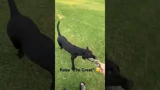 Most Amazing Dog “kobe” In-house Pet Hostel at Mohali #pawwnation #dog #daycare #mohali #petcare