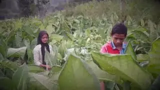 Alternative livelihood for tobacco farmers in South-East Asia