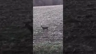 Deer shot with traditional long bow