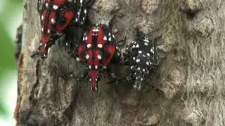Spotted lanternfly life cycle 2021