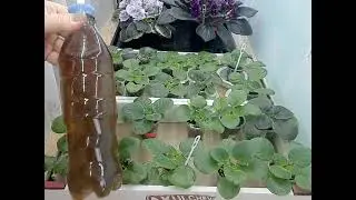 Violets! Children, first feeding!