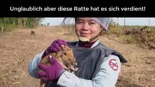 Ratte gewinnt Goldmedaille für Arbeit zum Aufspüren von Landminen