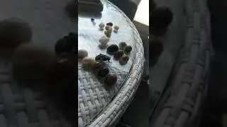Лягушка играет с нами в настолку. На Бали!
