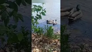 "Watch Ducks Mate Appears Out Of Nowhere"!! Fuzzy Buzzyman Natural Nature!!