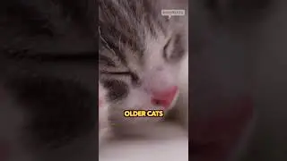 not ALL cats react to catnips 🌿🐱🥴#shorts #cats #kittens #catnip