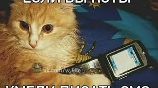 Если бы коты умели писать смс.