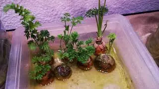 Hydroponie : Légume qui se régénère Faire repousser les légumes en hydroponie maison gratuitement