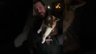 Что мы нашли в этих кошках? 🧡