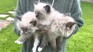 Kittens!!💫☀️