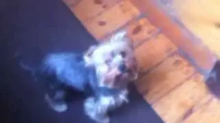 Fibi Happy Dog wyciera łapki po spacerze