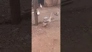 🥰🥰🦢