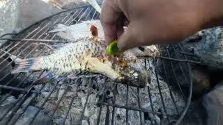 Picot et Perroquet au feu de bois #camping⛺ #newcal