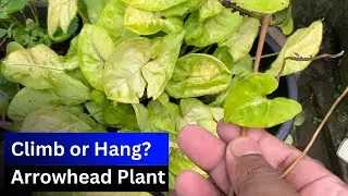 Climb or Hang Basics of Arrowhead plant