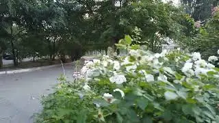 Київ, Михайлівська Борщагівка 26 08 2023